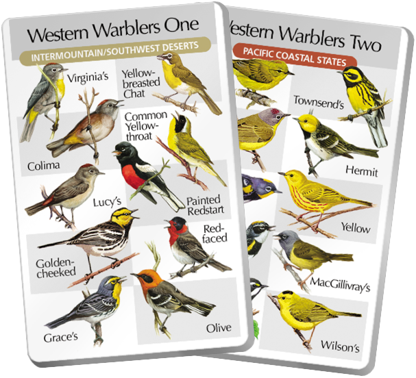 2d. Western Warblers One & Two