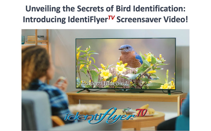 1g. IdentiFlyerTV Video ScreenSaver USB Thumb Drive