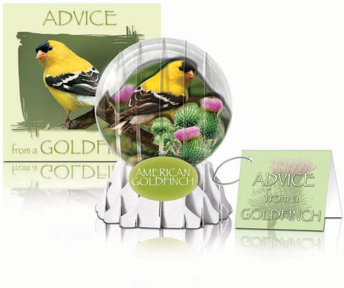 goldfinch greeting card,goldfinch birthday card,bird lover birthday card,birder card